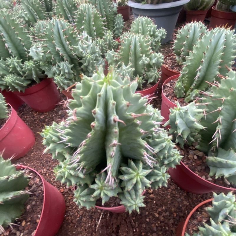 魁伟玉仙人球创意多肉植物办公室防辐射小盆栽仙人柱开花