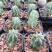 魁伟玉仙人球创意多肉植物办公室防辐射小盆栽仙人柱开花
