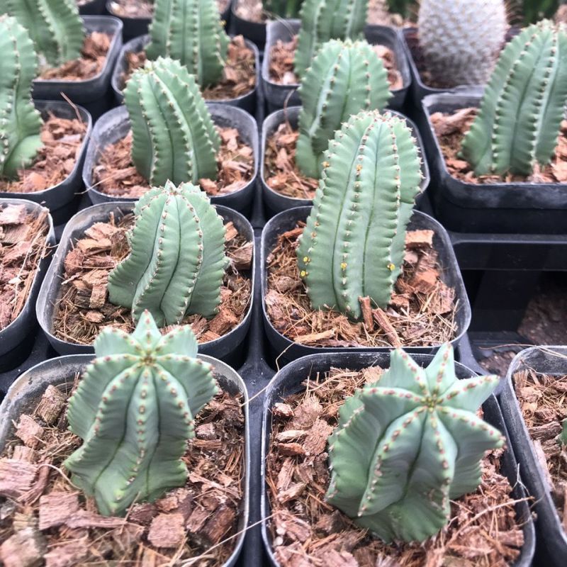 魁伟玉仙人球创意多肉植物办公室防辐射小盆栽仙人柱开花