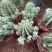 魁伟玉仙人球创意多肉植物办公室防辐射小盆栽仙人柱开花
