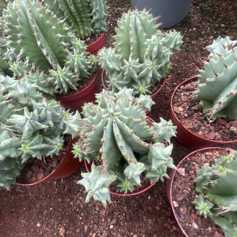 魁伟玉仙人球创意多肉植物办公室防辐射小盆栽仙人柱开花