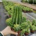 魁伟玉仙人球创意多肉植物办公室防辐射小盆栽仙人柱开花