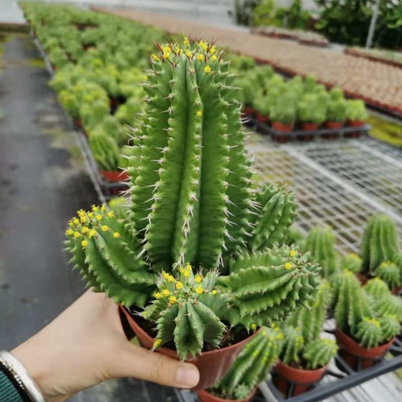 魁伟玉仙人球创意多肉植物办公室防辐射小盆栽仙人柱开花