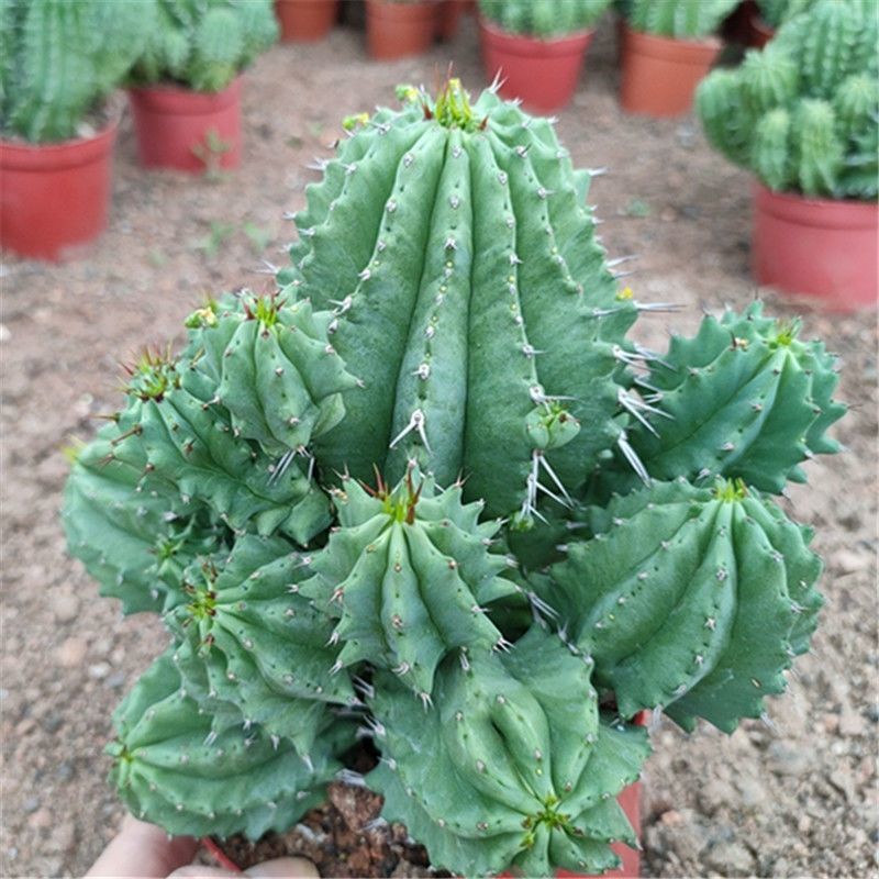魁伟玉仙人球创意多肉植物办公室防辐射小盆栽仙人柱开花