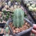 魁伟玉仙人球创意多肉植物办公室防辐射小盆栽仙人柱开花