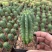 魁伟玉仙人球创意多肉植物办公室防辐射小盆栽仙人柱开花