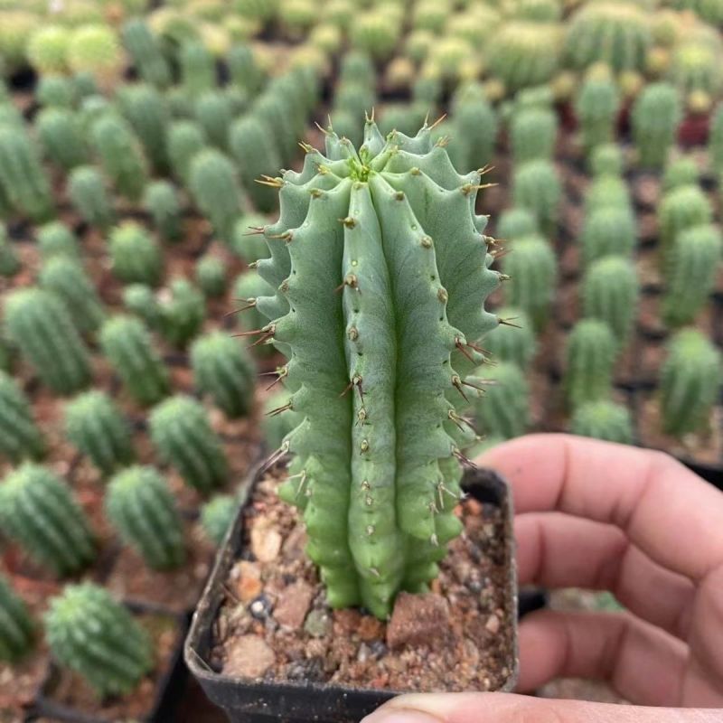 魁伟玉仙人球创意多肉植物办公室防辐射小盆栽仙人柱开花