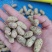 精品小白沙鲜花生白沙系列花生，籽粒饱满代发全国各地
