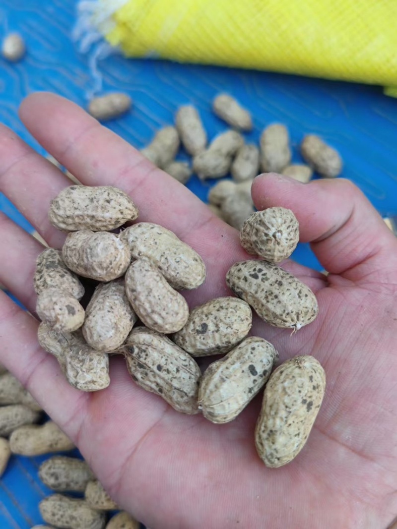精品小白沙鲜花生白沙系列花生，籽粒饱满代发全国各地