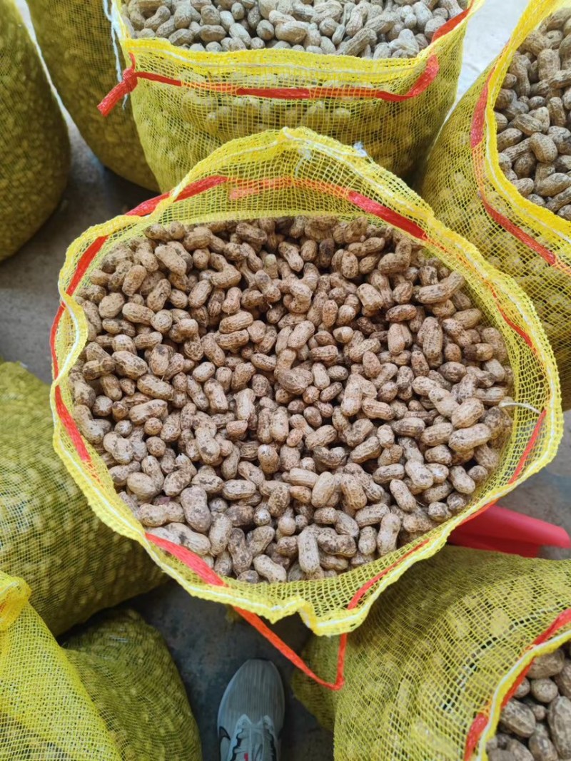 精品小白沙鲜花生白沙系列花生，籽粒饱满代发全国各地