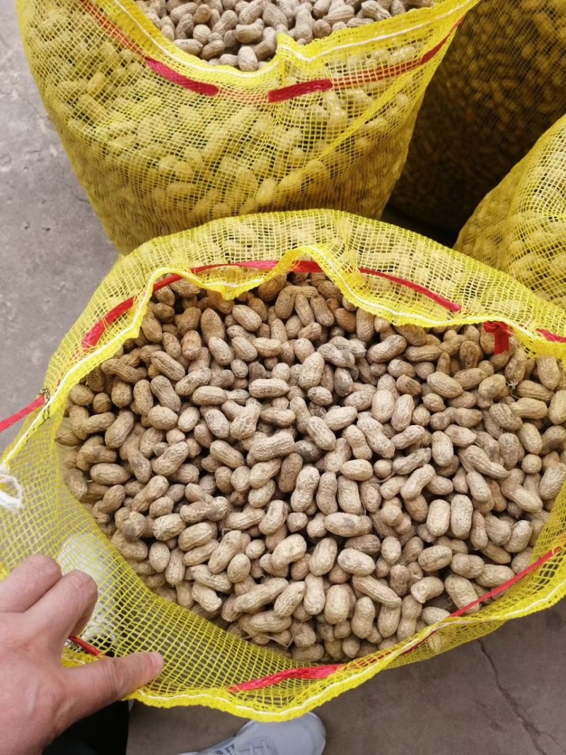 精品小白沙鲜花生白沙系列花生，籽粒饱满代发全国各地
