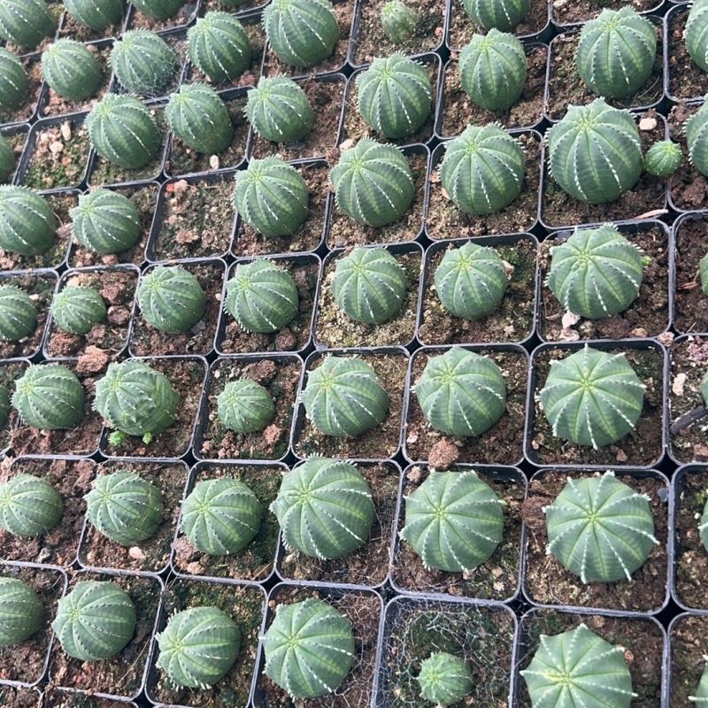 布纹球无刺仙人球开奇特花办公桌绿植创意花卉盆栽多肉