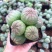 布纹球无刺仙人球开奇特花办公桌绿植创意花卉盆栽多肉