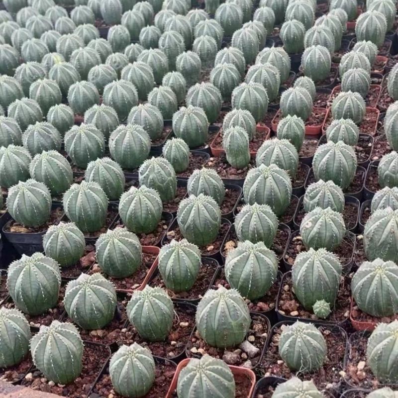布纹球无刺仙人球开奇特花办公桌绿植创意花卉盆栽多肉
