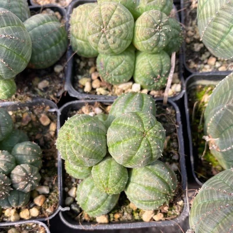 布纹球无刺仙人球开奇特花办公桌绿植创意花卉盆栽多肉