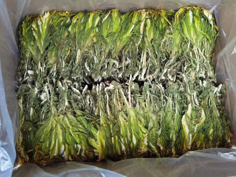 【实力推荐】鲜干霸王花、剑花产地直发可视频看货对接全国