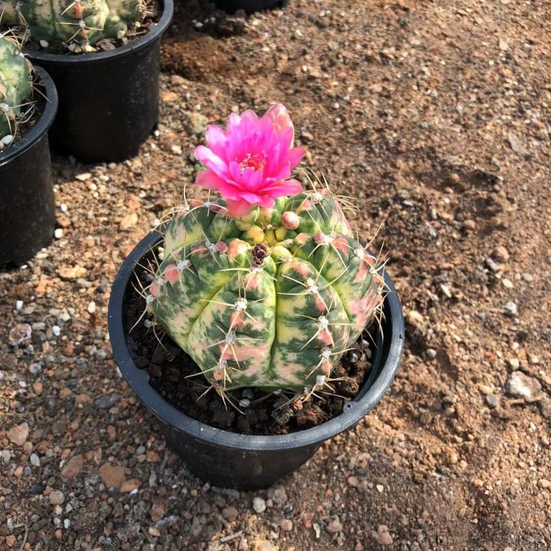 海王锦仙人球盆栽好活空气吸甲醛绿植容易养殖植物多肉仙人掌