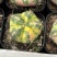 海王锦仙人球盆栽好活空气吸甲醛绿植容易养殖植物多肉仙人掌
