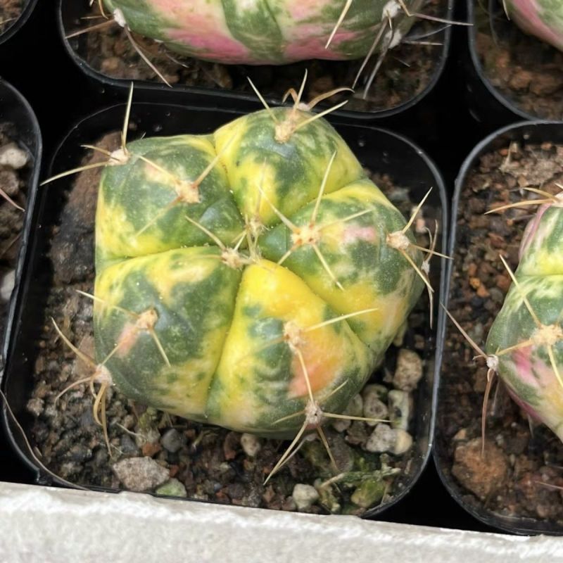 海王锦仙人球盆栽好活空气吸甲醛绿植容易养殖植物多肉仙人掌
