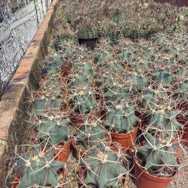 江守玉仙人球实生开花强刺形状好看家居办公防辐射多肉盆栽