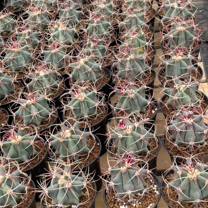 江守玉仙人球实生开花强刺形状好看家居办公防辐射多肉盆栽