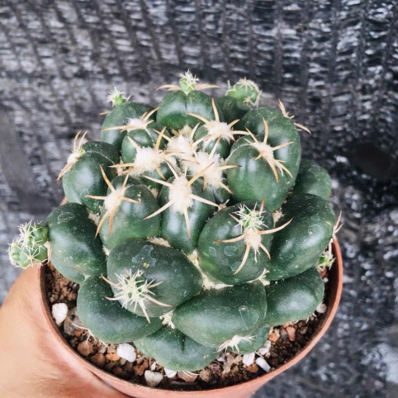 巨象仙人球盆栽室内仙人掌科植物开花超大肉肉防辐射桌面绿植