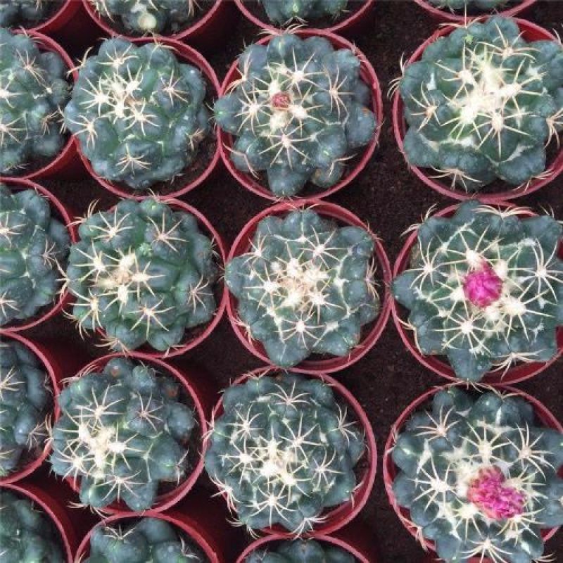巨象仙人球盆栽室内仙人掌科植物开花超大肉肉防辐射桌面绿植