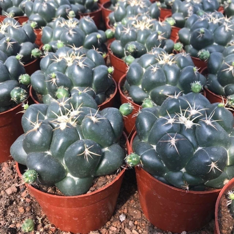 巨象仙人球盆栽室内仙人掌科植物开花超大肉肉防辐射桌面绿植