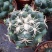 巨象仙人球盆栽室内仙人掌科植物开花超大肉肉防辐射桌面绿植