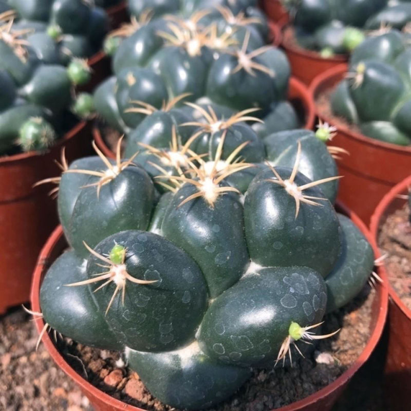 巨象仙人球盆栽室内仙人掌科植物开花超大肉肉防辐射桌面绿植