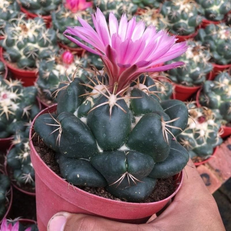 巨象仙人球盆栽室内仙人掌科植物开花超大肉肉防辐射桌面绿植