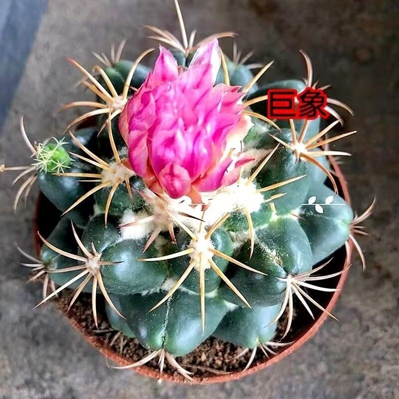 巨象仙人球盆栽室内仙人掌科植物开花超大肉肉防辐射桌面绿植