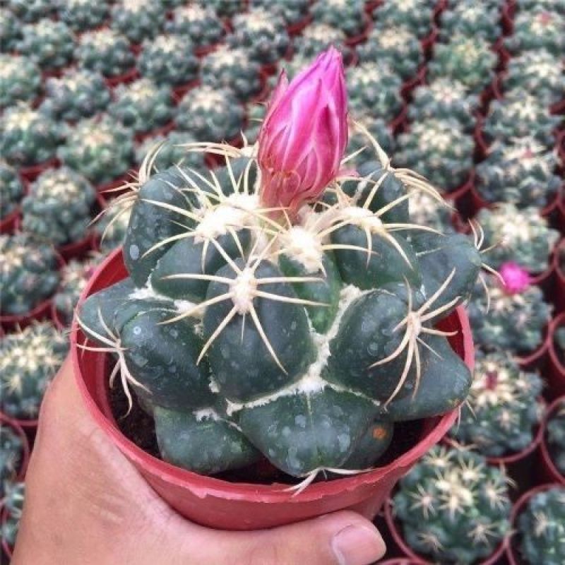 巨象仙人球盆栽室内仙人掌科植物开花超大肉肉防辐射桌面绿植
