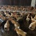 麻黄项3.67斤无呼吸道，健康续养**，特价出