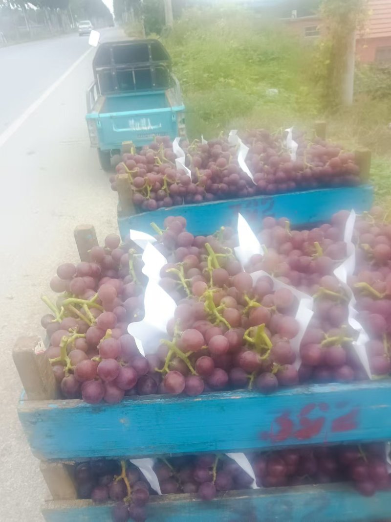 山东平度市飓风葡萄量大产地直发色泽通透