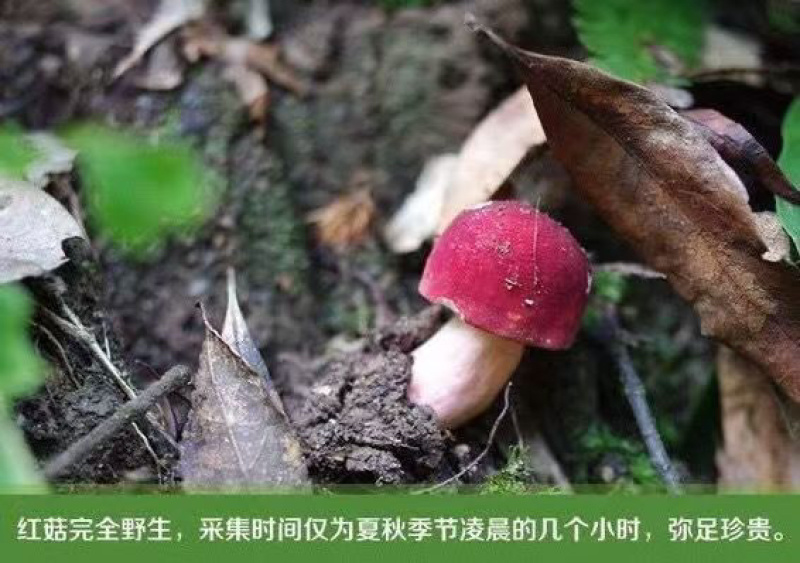 野生红菇干货汤头特甜特嫩红椎菌干磨菇产地批发