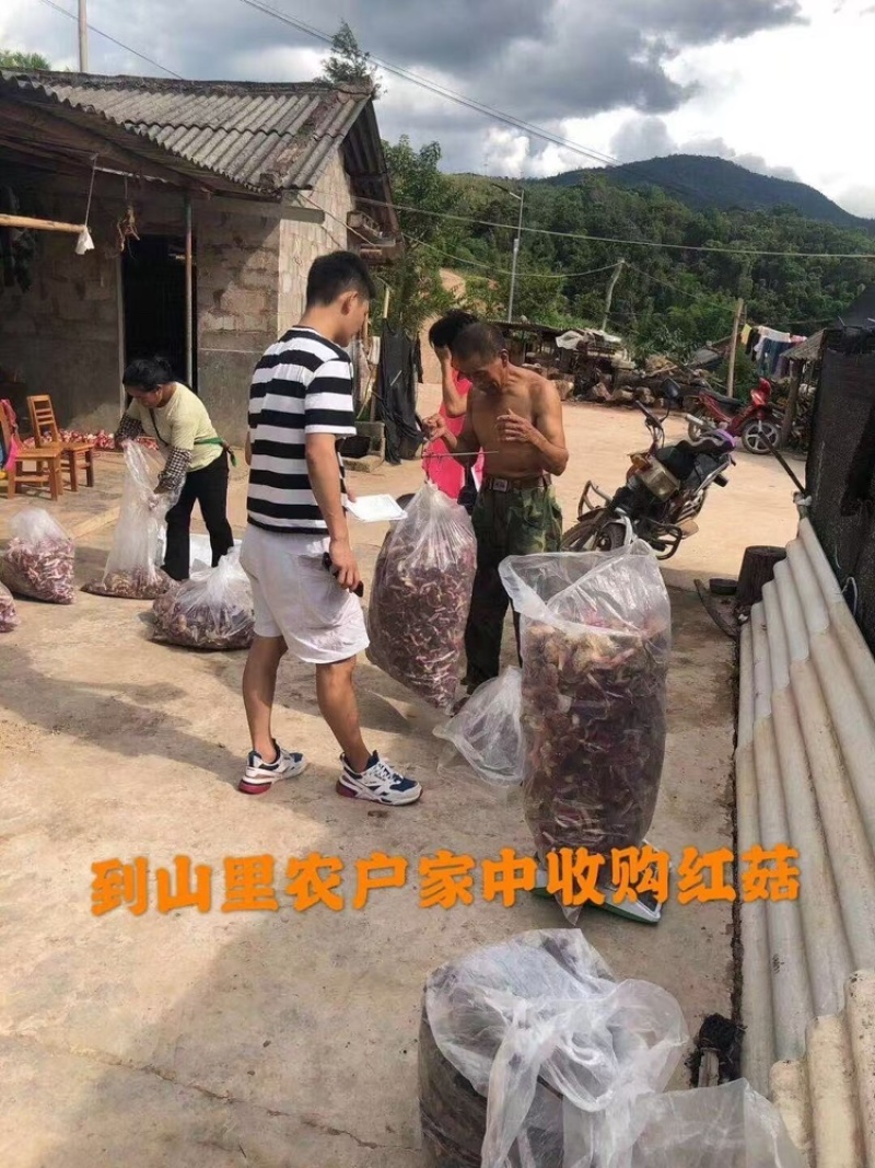 野生红菇干货汤头特甜特嫩红椎菌干磨菇产地批发
