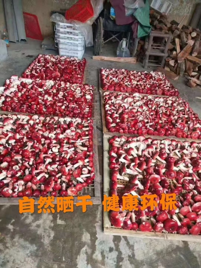 野生红菇干货汤头特甜特嫩红椎菌干磨菇产地批发