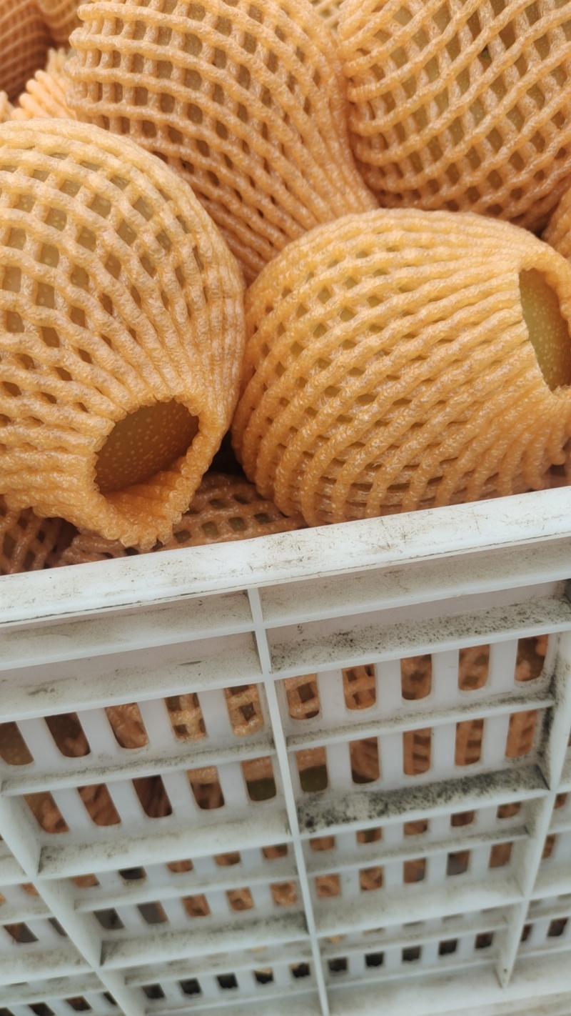 秋月露天果