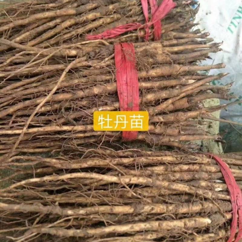 2024年牡丹苗1-3年药用白花牡丹苗油用牡丹苗批发