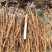 2024年牡丹苗1-3年药用白花牡丹苗油用牡丹苗批发