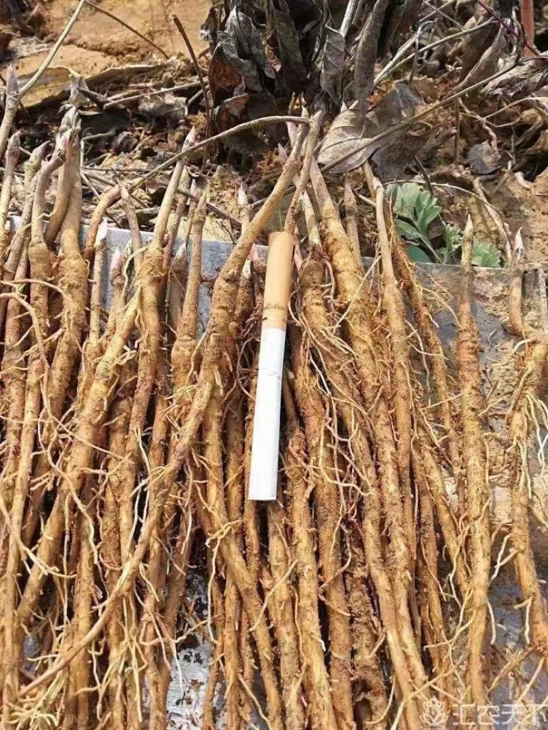 2024年牡丹苗1-3年药用白花牡丹苗油用牡丹苗批发