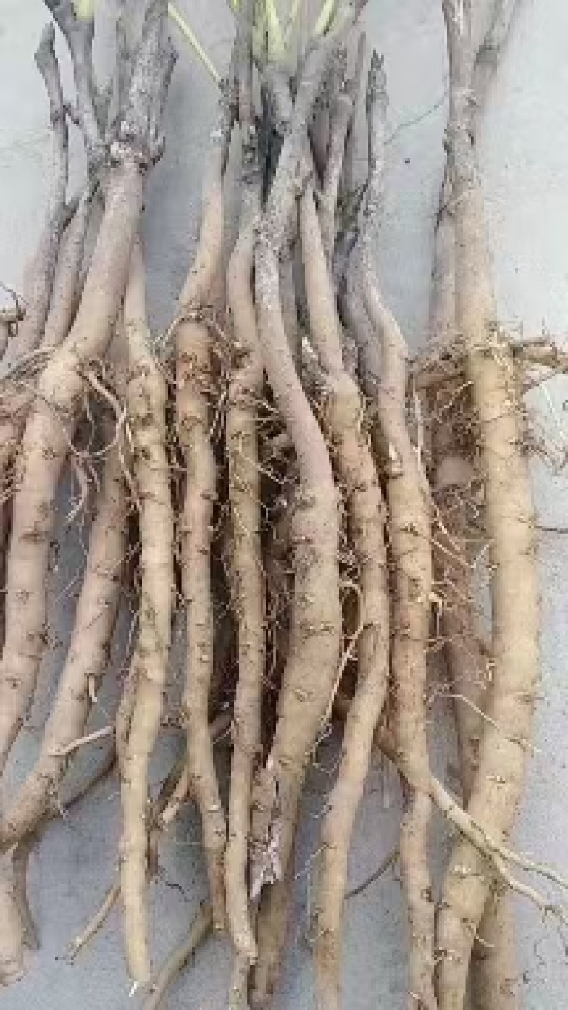 2024年牡丹苗1-3年药用白花牡丹苗油用牡丹苗批发