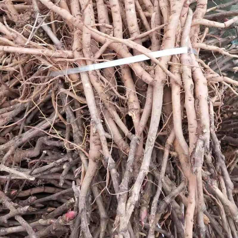 2024年牡丹苗1-3年药用白花牡丹苗油用牡丹苗批发