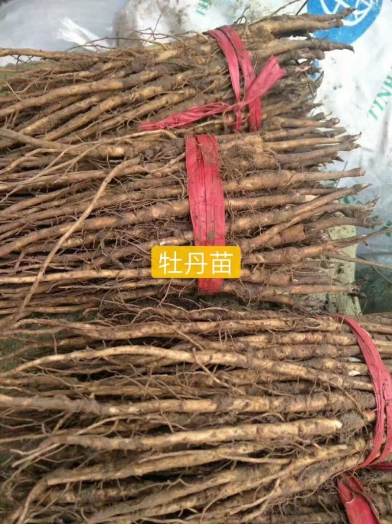 2024年牡丹苗1-3年药用白花牡丹苗油用牡丹苗批发