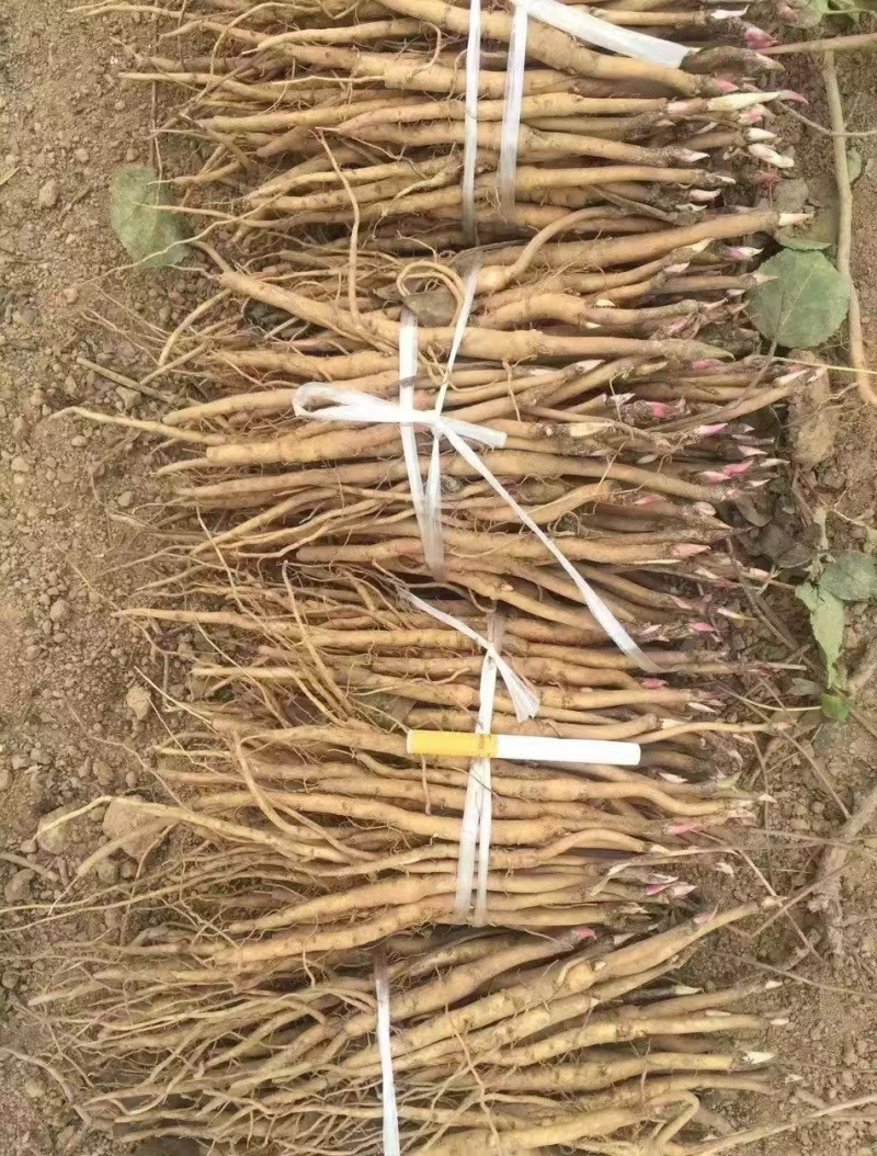 2024年牡丹苗1-3年药用白花牡丹苗油用牡丹苗批发