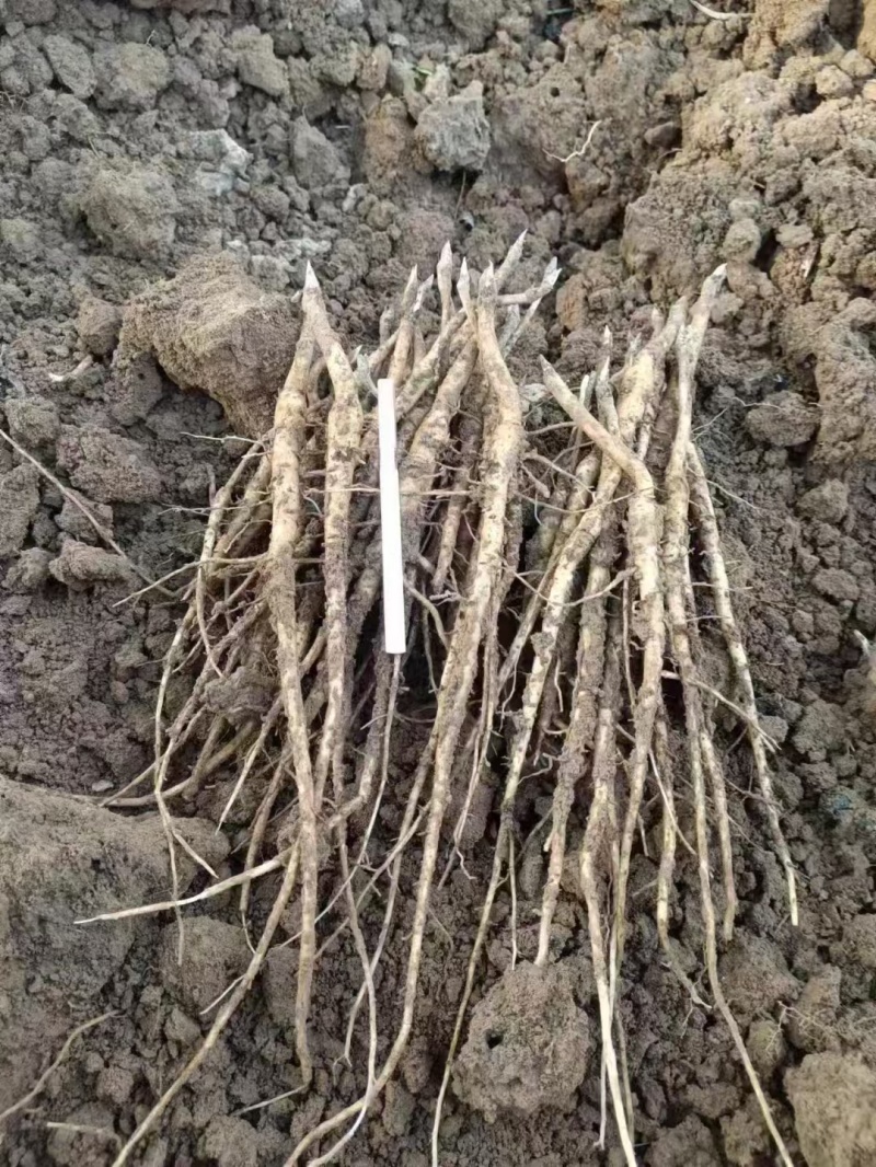 2024年牡丹苗1-3年药用白花牡丹苗油用牡丹苗批发