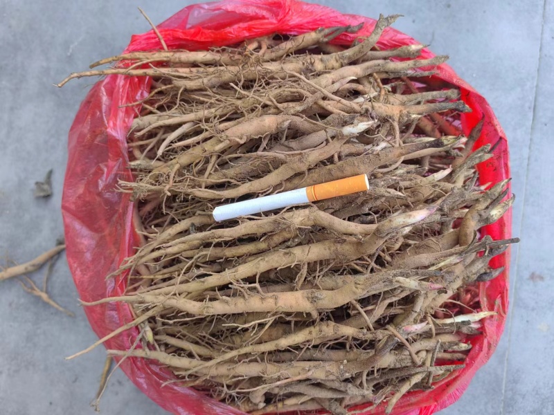 2024年牡丹苗1-3年药用白花牡丹苗油用牡丹苗批发