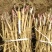 2024年牡丹苗1-3年药用白花牡丹苗油用牡丹苗批发