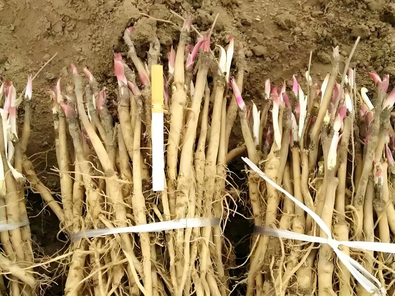 2024年牡丹苗1-3年药用白花牡丹苗油用牡丹苗批发